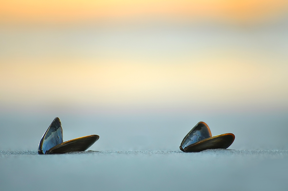 Gestrandete Synchronschwimmerinnen