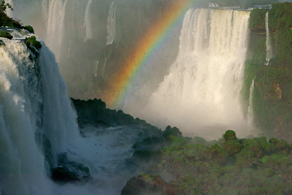 Rußsegler - ein Leben im Wasserfall 1