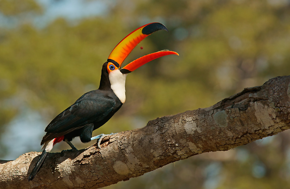 Riesentukan (Ramphastos toco)