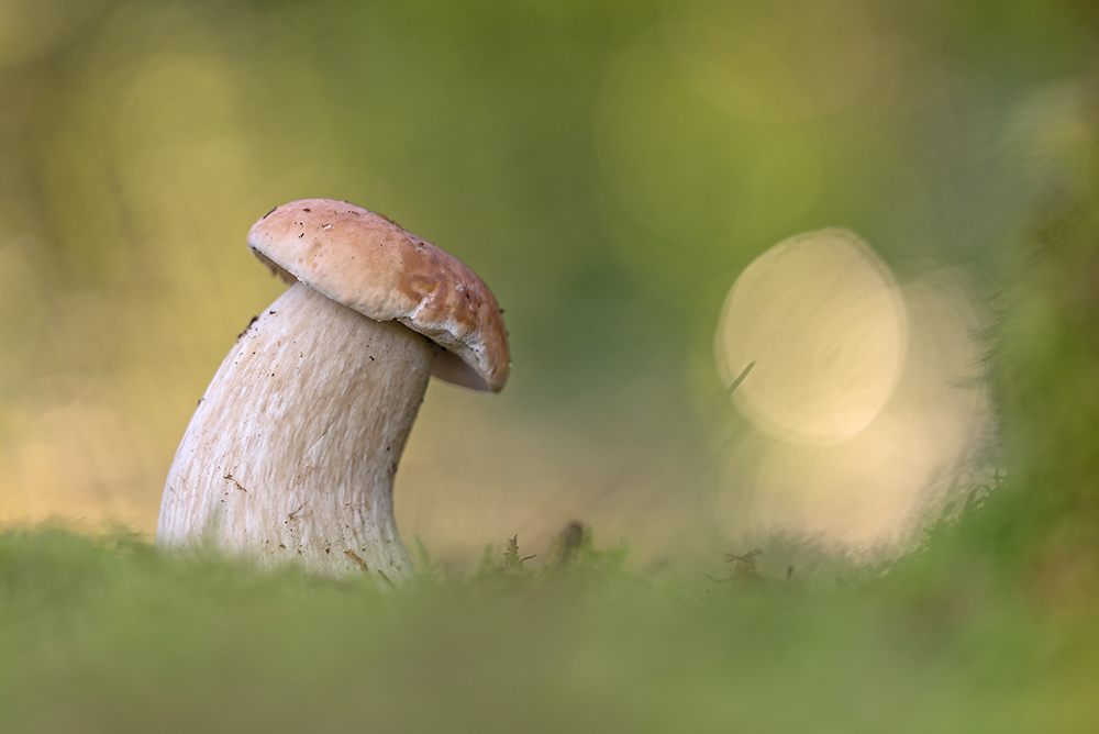 Steinpilz
