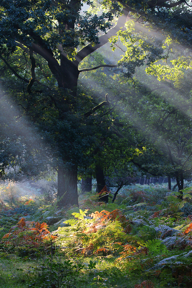 Das Licht