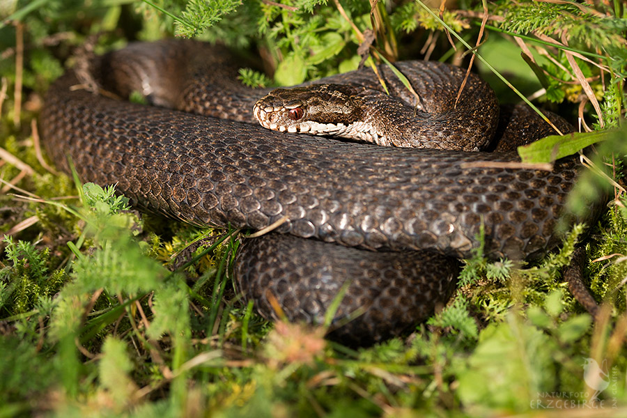Moorotter (Forum für Naturfotografen)