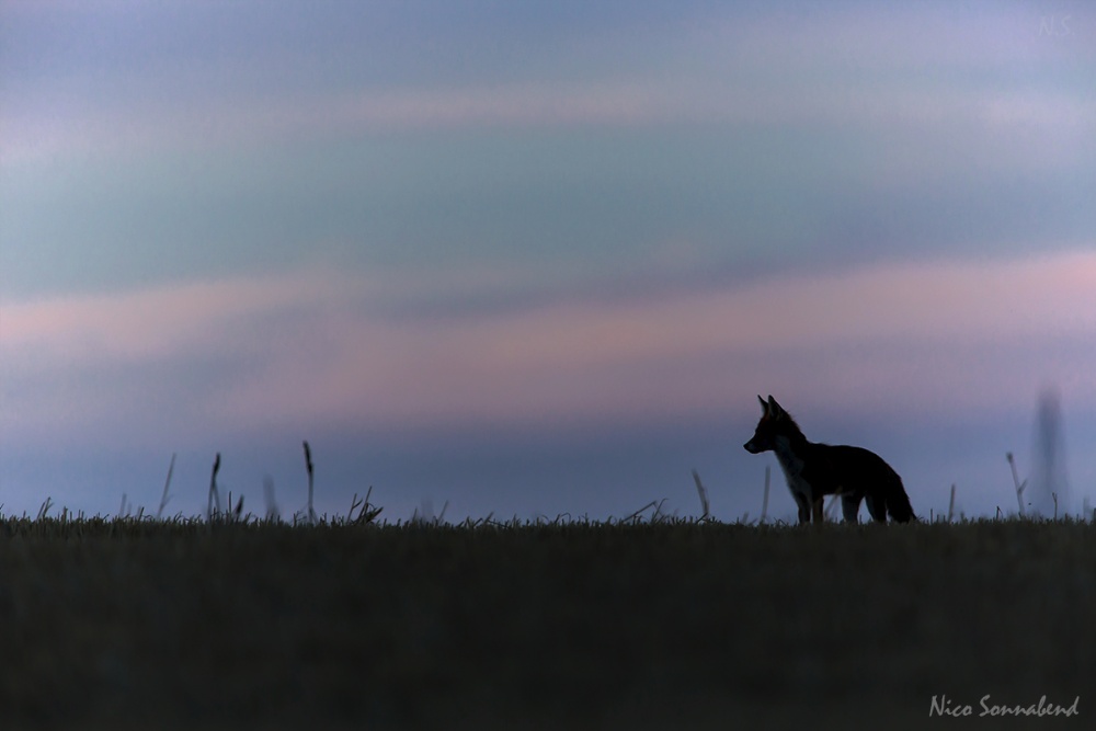 fuchs vorm abendhimmel