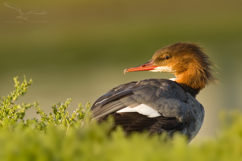 Mergus Merganser