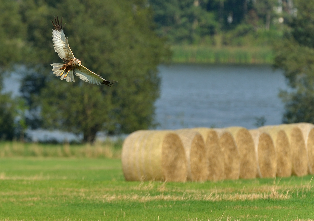 Spätsommerbild