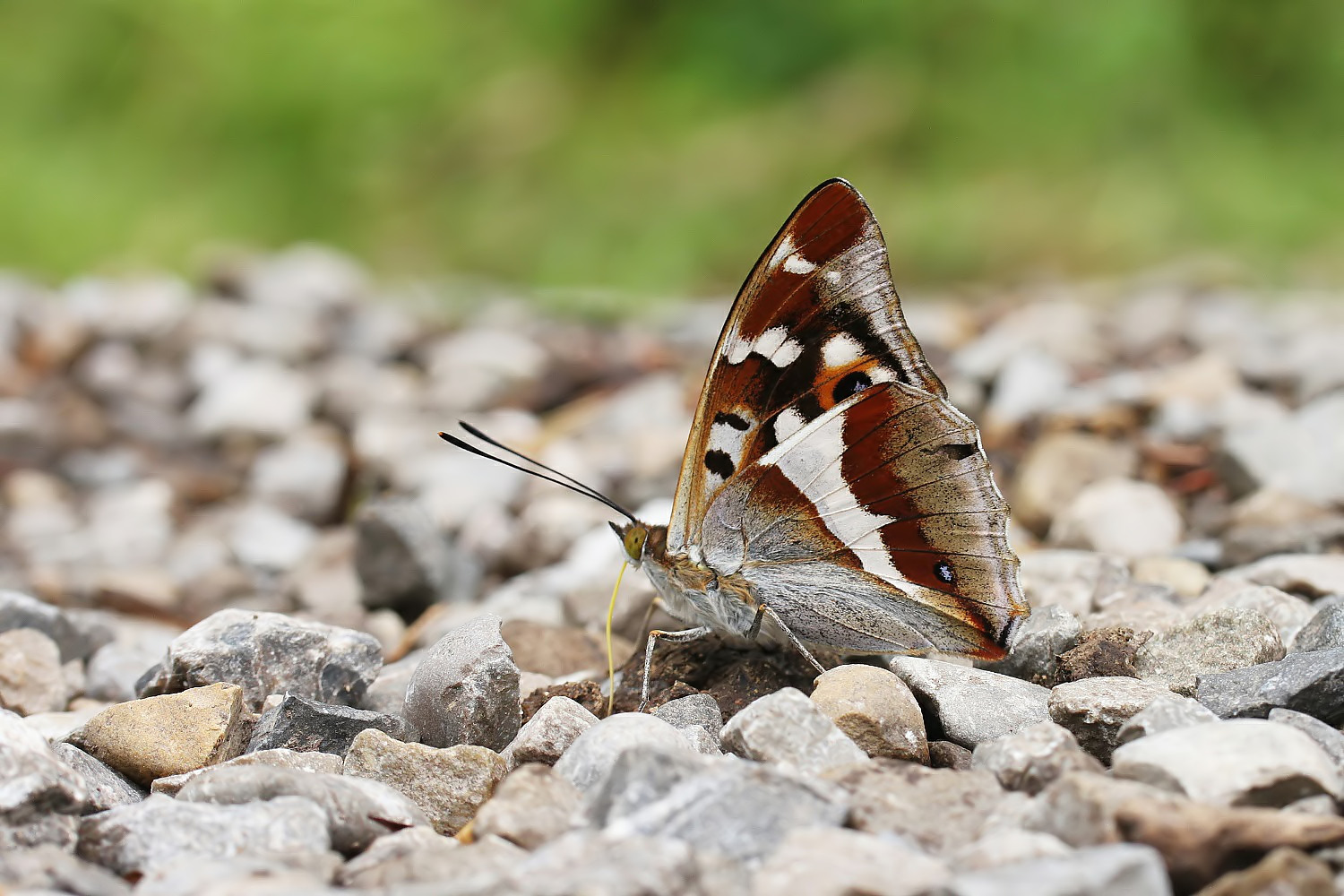 Großer Schillerfalter, Apatura iris