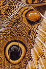 Caligo atreus/Flügeldetail