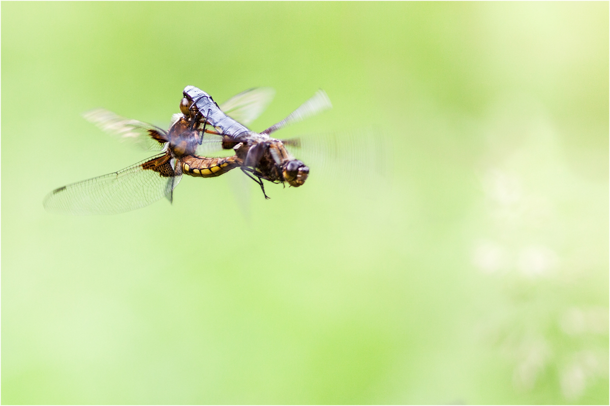 ~Paarung im Flug~