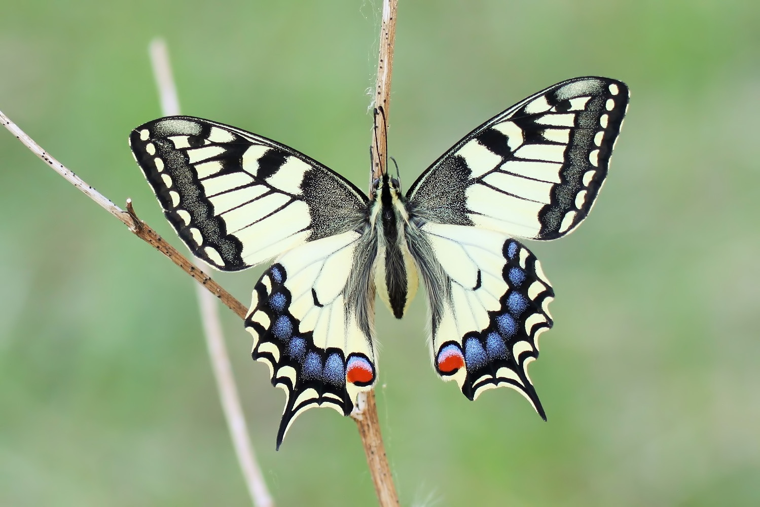 Schwalbenschwanz, Papilio machaon