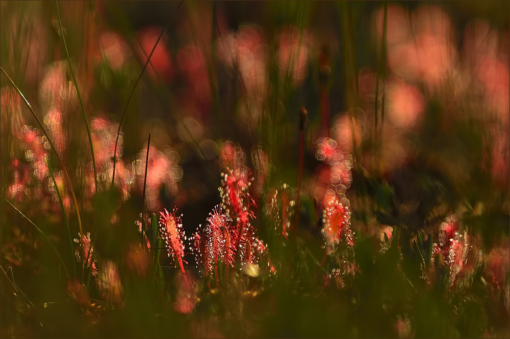 - Glitzern im Moor -