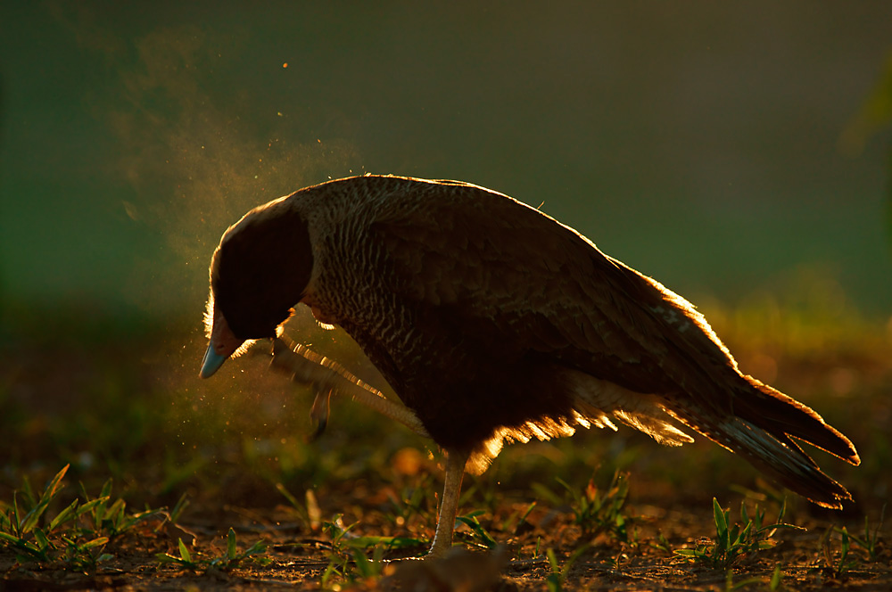 Schopfkarakara (Caracara plancus) bei der Gefiederpflege