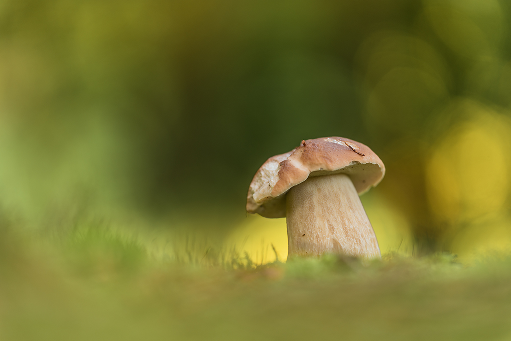 Noch ein Steinpilz