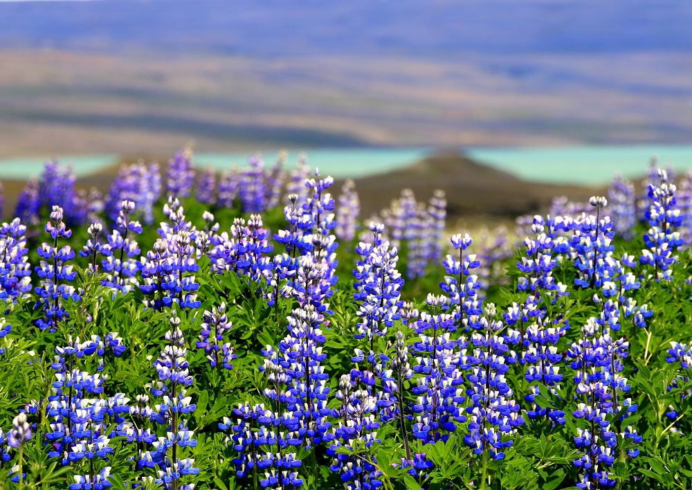 Lupinen