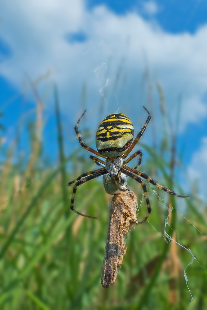 Wespenspinne mit Beute im Gras-Dschungel.