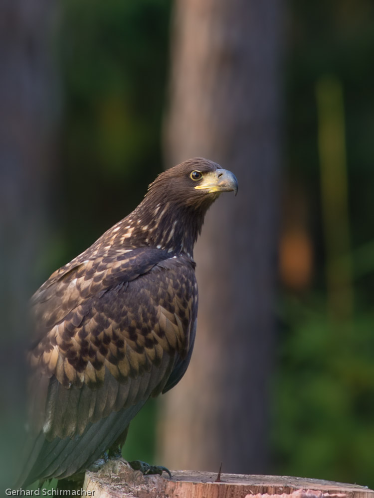 junger Seeadler