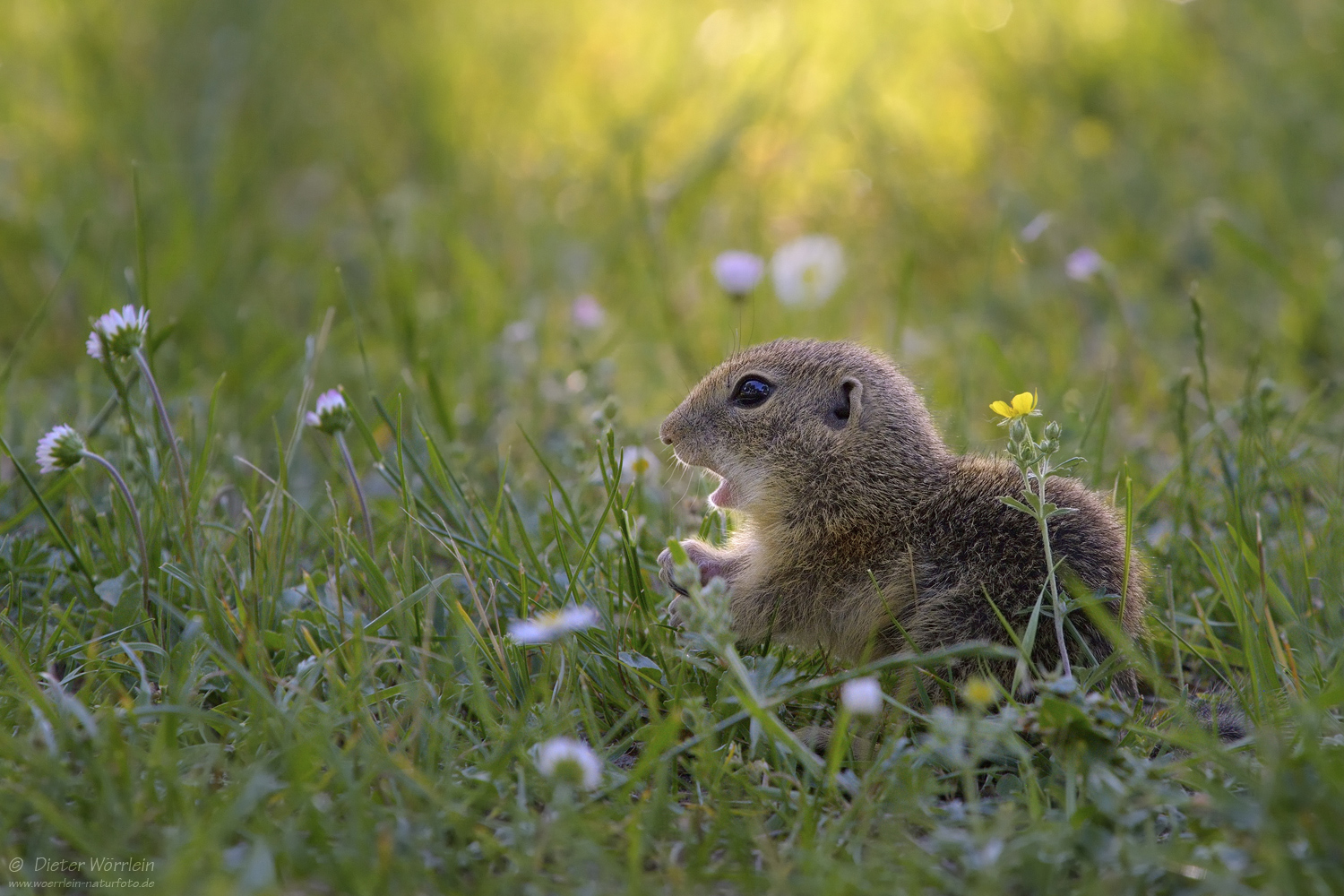 Ziesel (Forum für Naturfotografen)