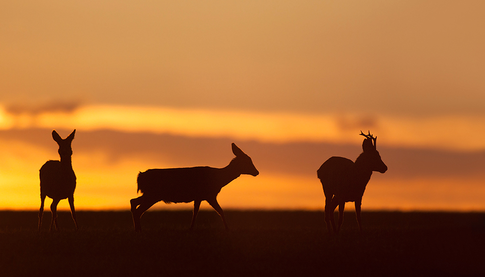 ein Sprung Rehe