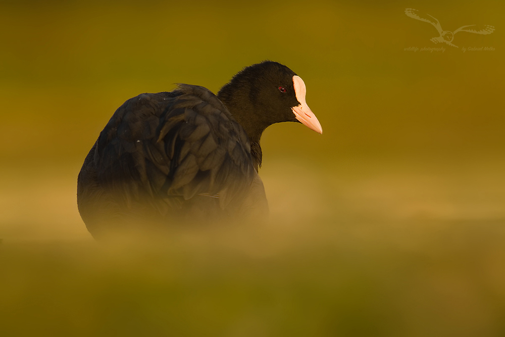 Fulica Atra