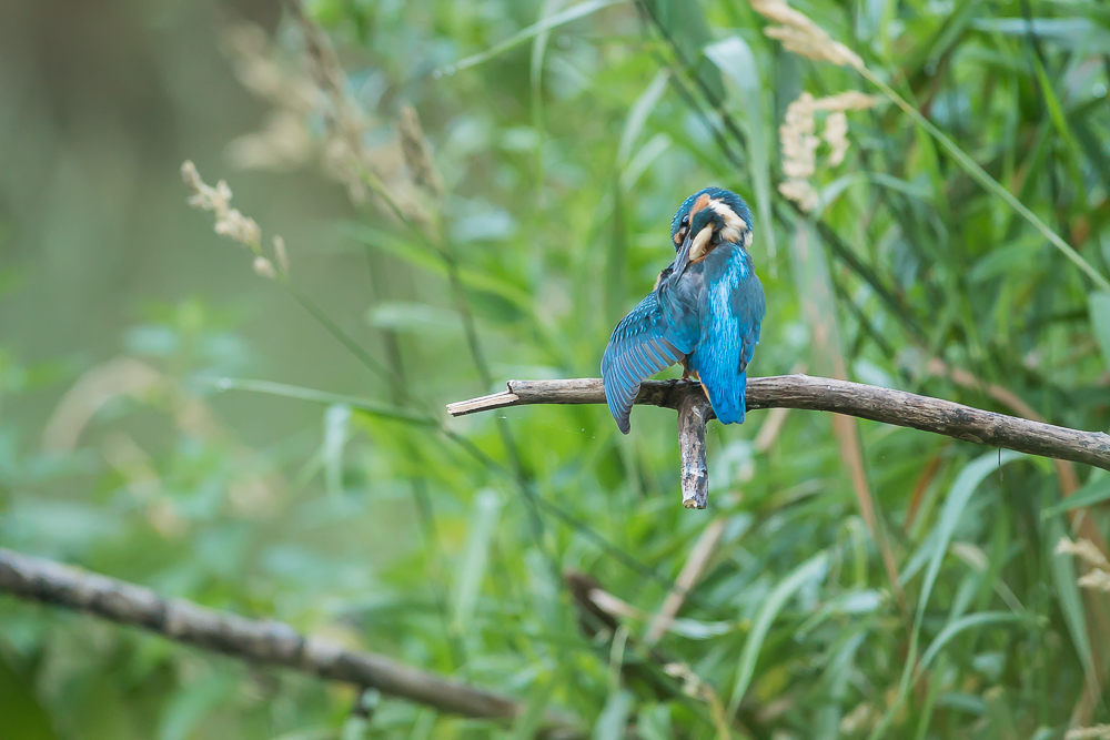 Eisvogel