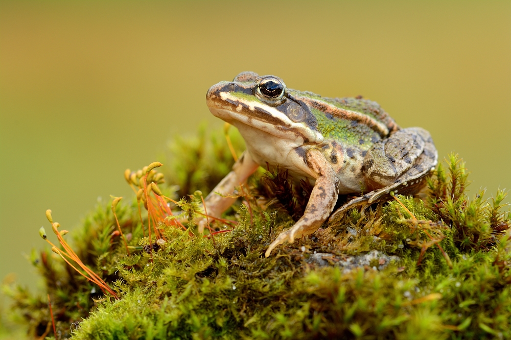 junger Wasserfrosch