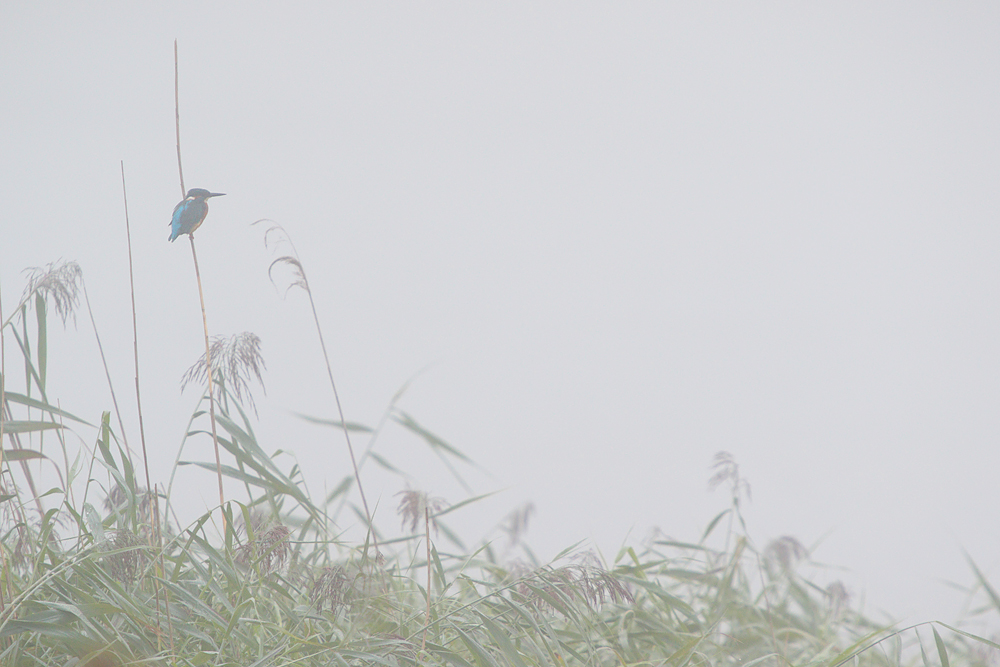 Eisvogel