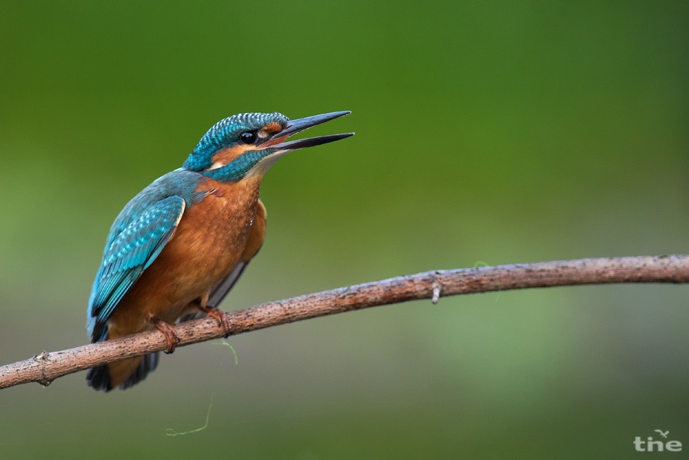 Kingfisher