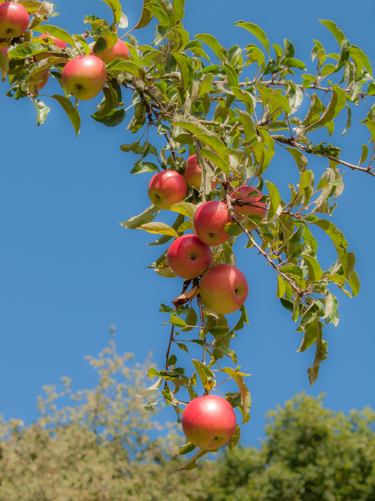 Apfelbaum (Forum für Naturfotografen)