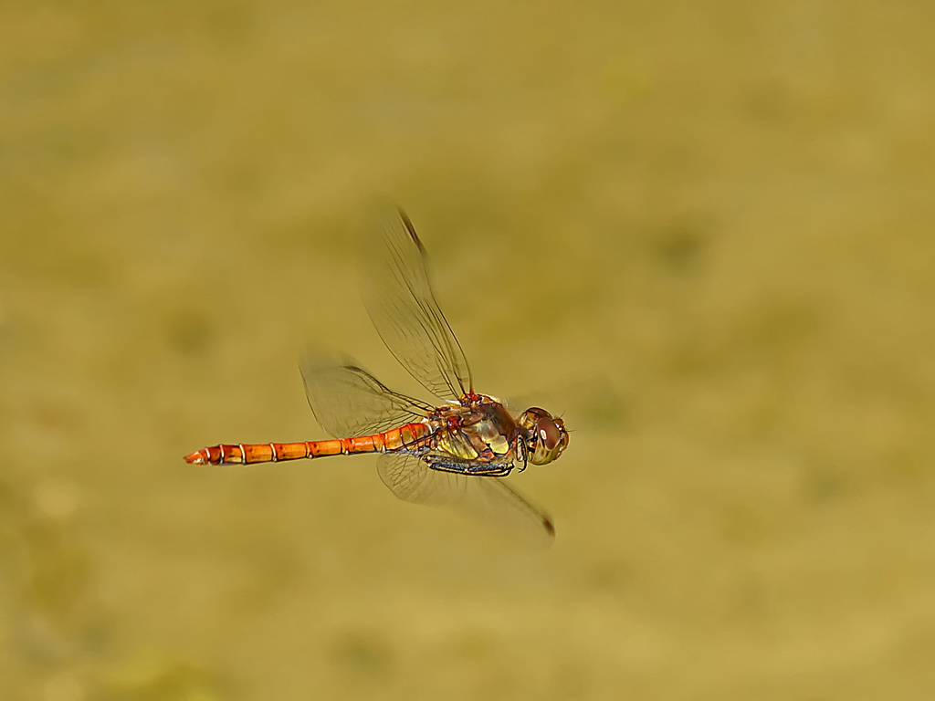 Sympetrum striolatum im Vorbeiflug