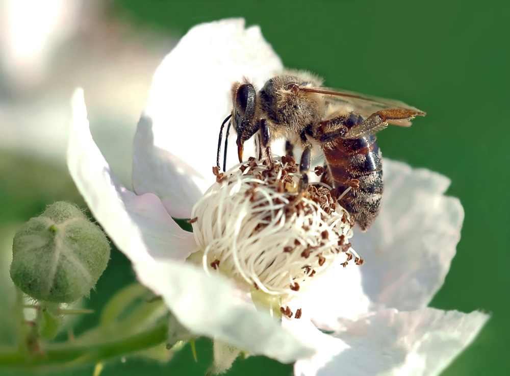 Auf der Brombeerblüte