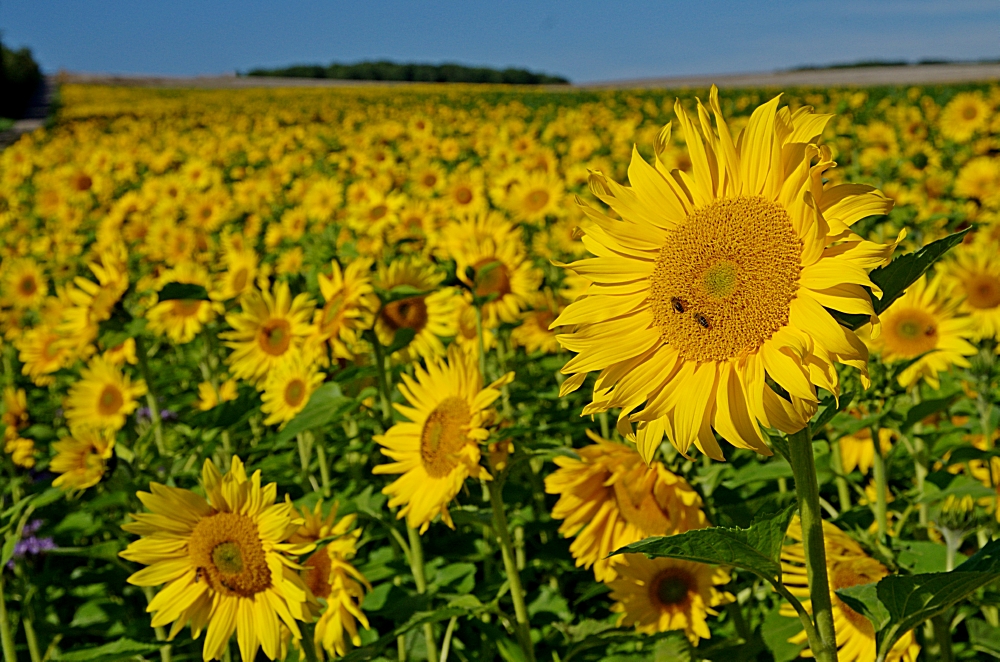 Bienenweide