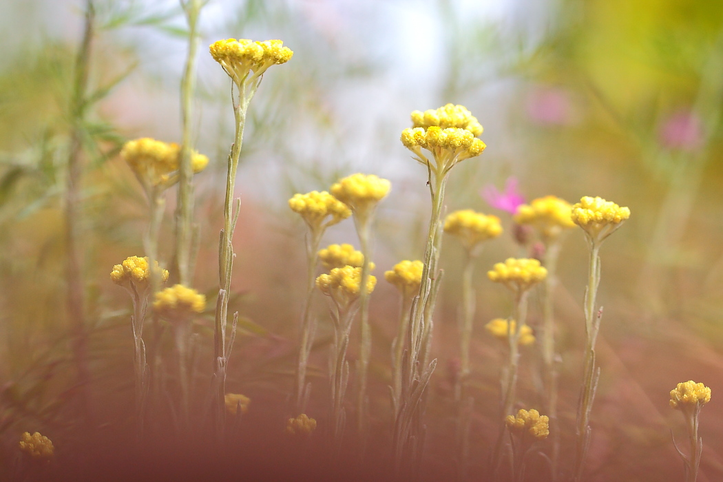 Sandstrohblume