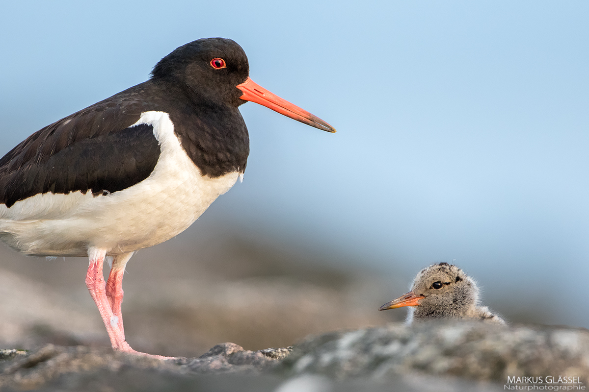 Vater und Sohn