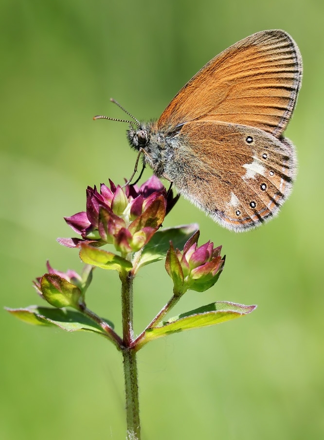 Rotbraunes Wiesenvögelchen, Coenonympha glycerion 2