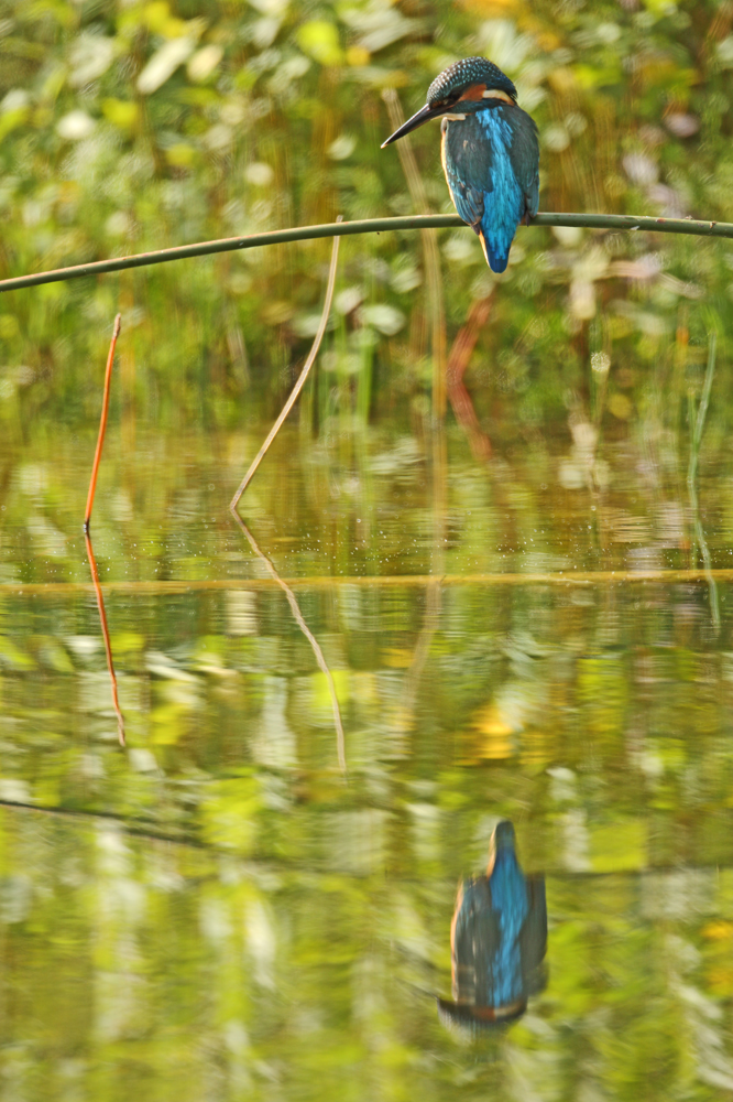 Nicht in Giveny, bei Monet...