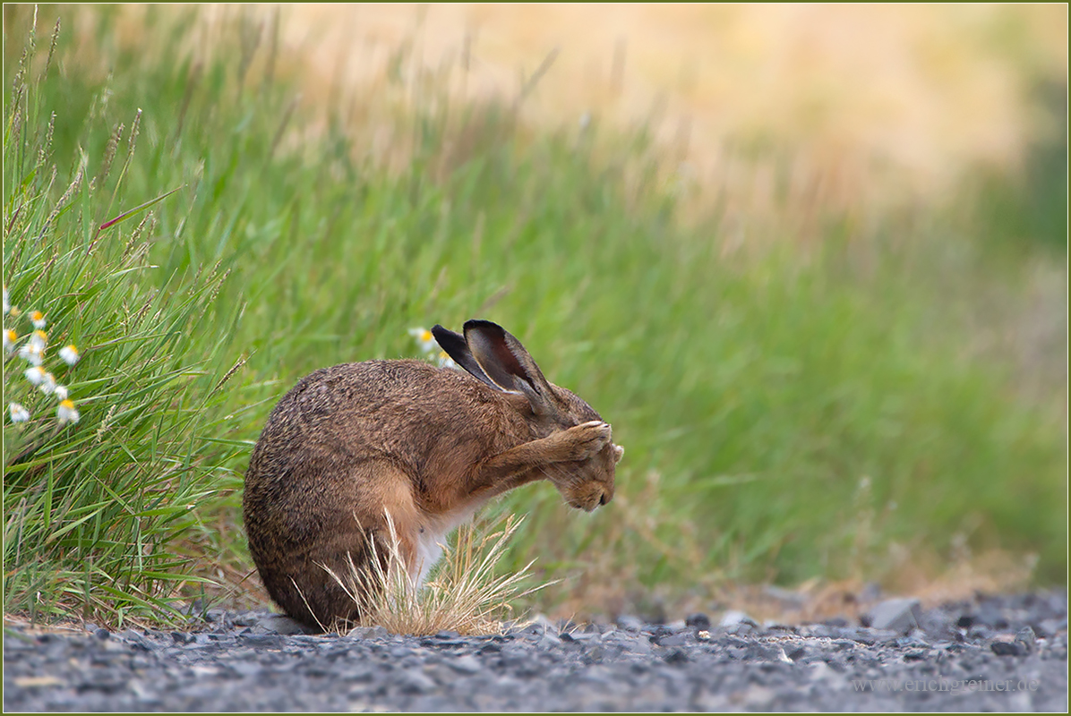 „Der Affe als Hase“