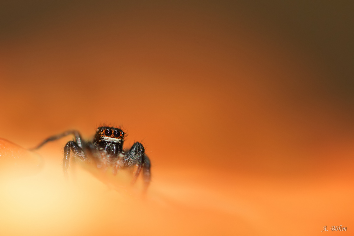 Schlaubetaler Carrhotus xanthogramma Weibchen