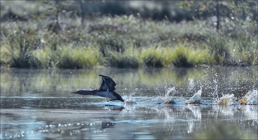 - Wassersprint -