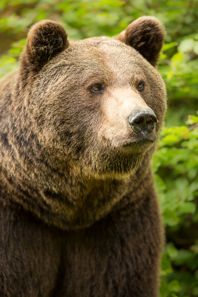 Braunbär