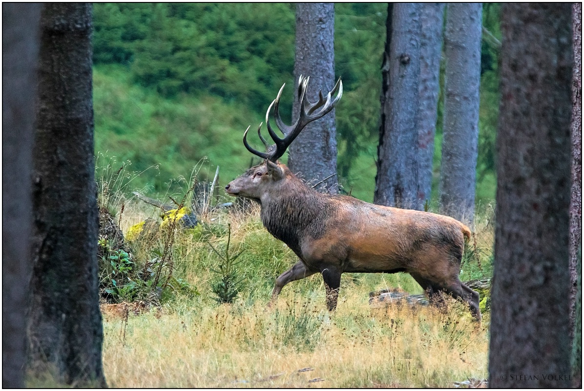 Ein Klotz von einem Hirsch...