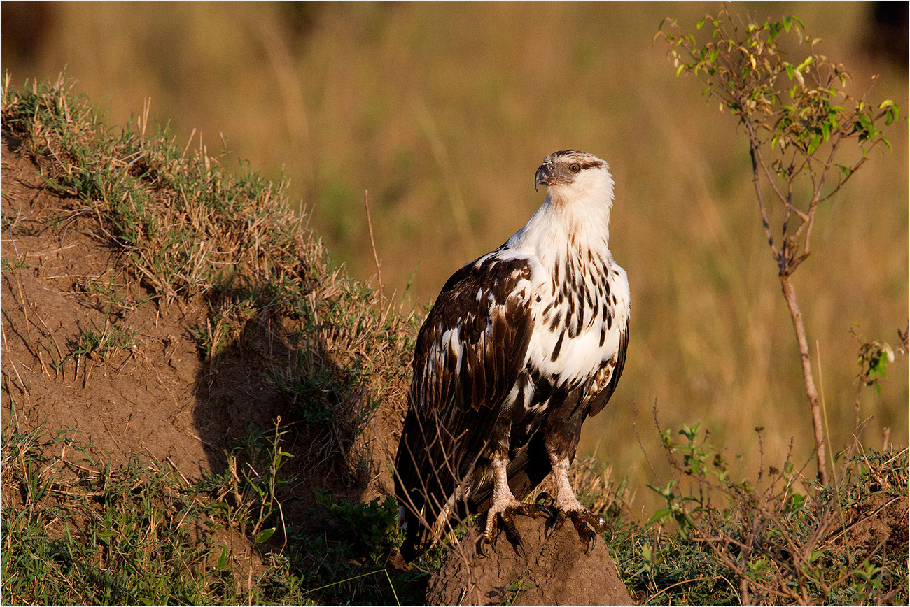 Juveniler Schreiseeadler