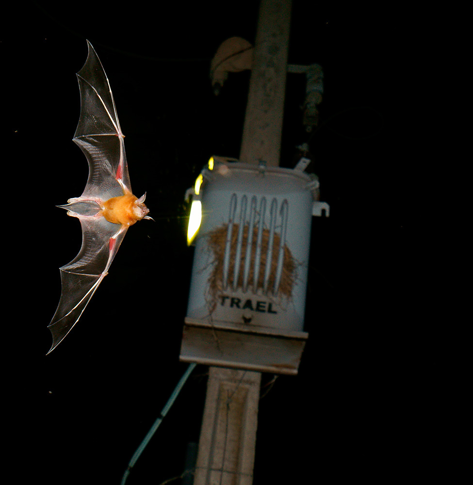 Kleines Hasenmaul (Noctilio albiventris)