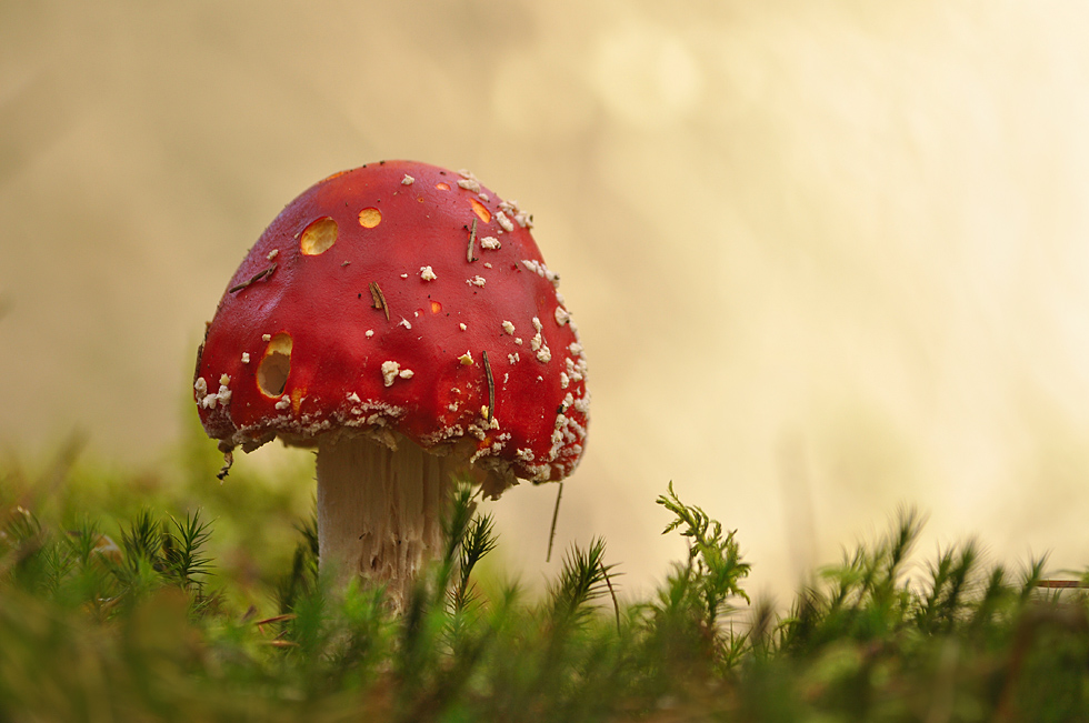 Amanita muscaria var. muscaria