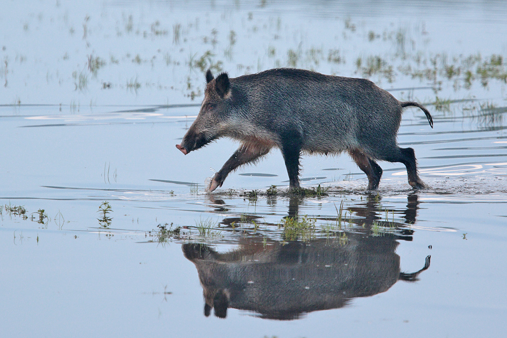 Wildschwein