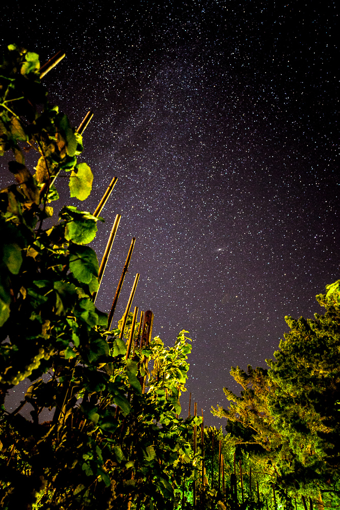 Weinberg bei Nacht