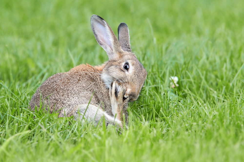 Wildkaninchen #2