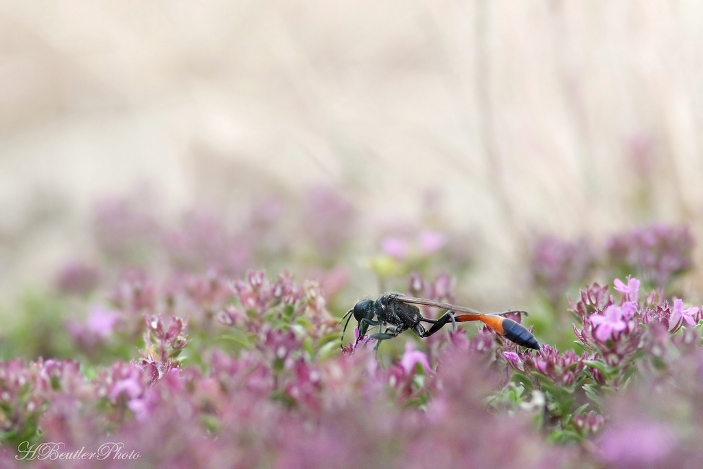 Nektar tanken -  Ammophila sabulosa
