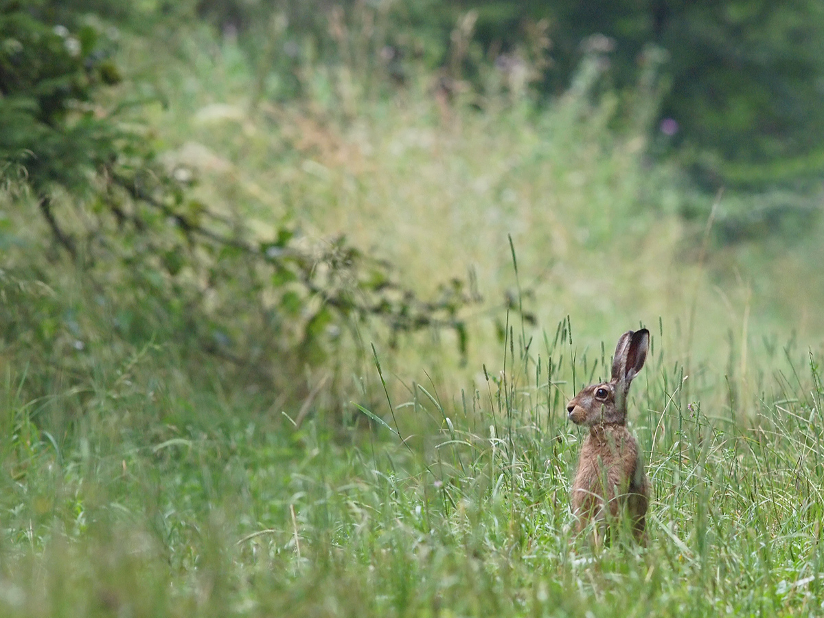 Der Hase (Forum für Naturfotografen)