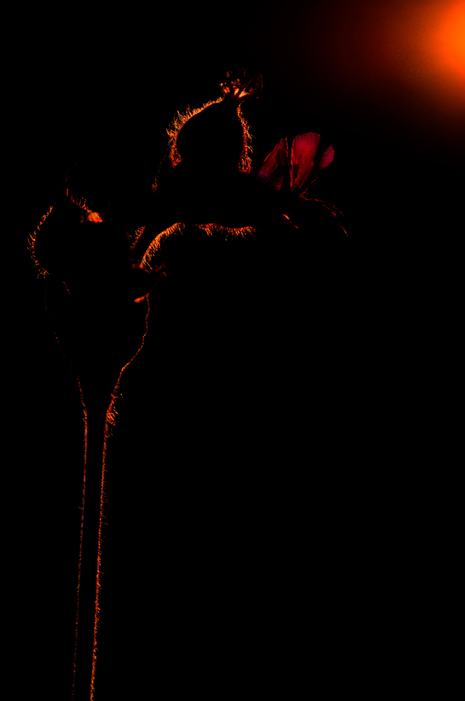 ~Gegenlicht~