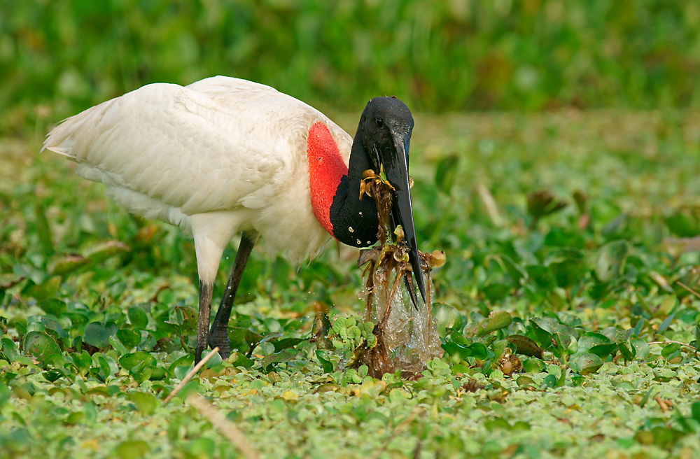 Jabiru (Jabiru mycteria)