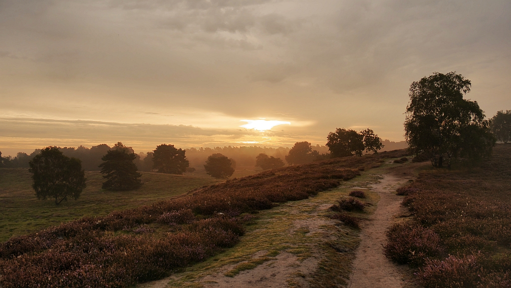 Sonnenaufgang in der Westruper Heide